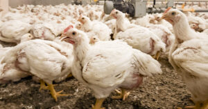 Mye pes: Kyllinger som prøver å kvitte seg med varme på en varm sommerdag.