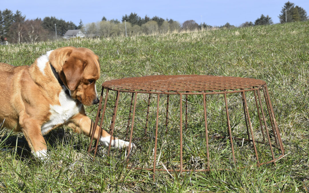 Klekkeleg suksess med vipebur