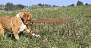 Ronja prøve-røvar: Gardshunden Ronja er nyfiken, men når ikkje vipereiret takka vere spilene.