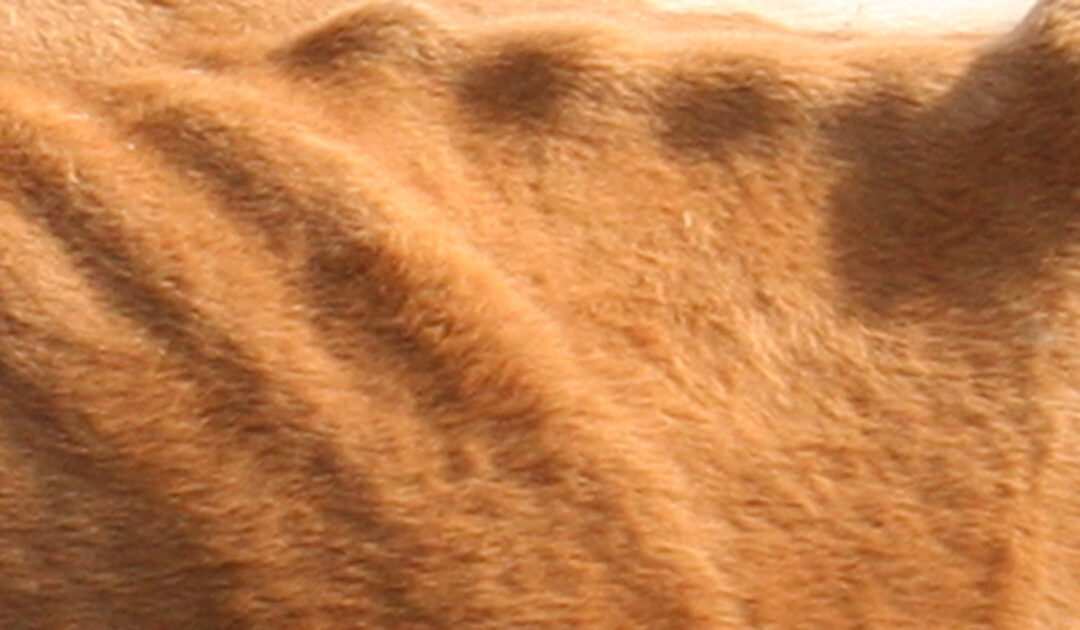 Dårleg dyrevelferd kan gje mindre tilskot