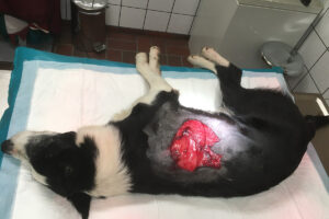 Sår: Hunden har pådratt seg eit stort hudsår etter å ha vore borti ein kant på strekkmetall som låg i tunet. Her er hunden sedert. Såret og området rundt er reingjort og klart for å bli sydd.