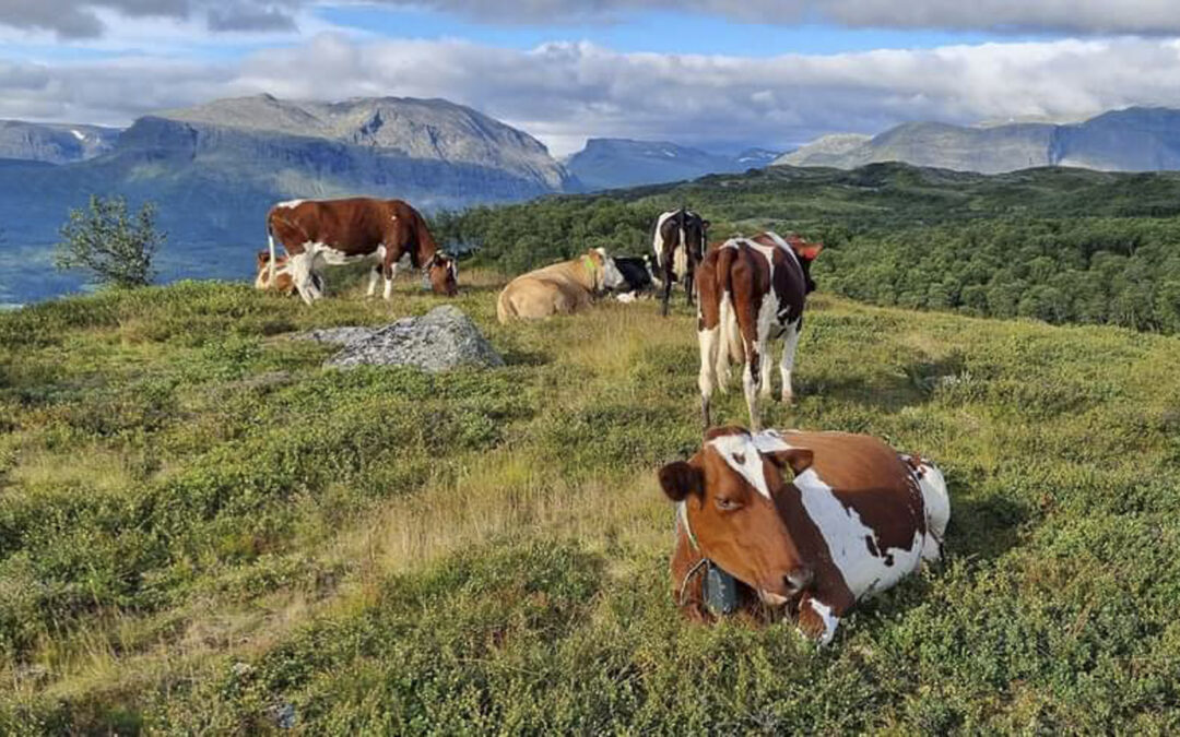Stølsdrifta er avgjerande for beredskap