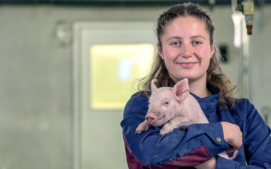 SPF-grisen veks godt