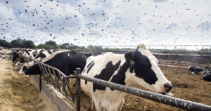 Fjør og fe: Fugleinfluensaviruset H5N1 spreier seg til stadig fleire pattedyr. I USA er over 1000 mjølkekubesetningar smitta. Ilustrasjonsfoto: Istock / DarioGaona