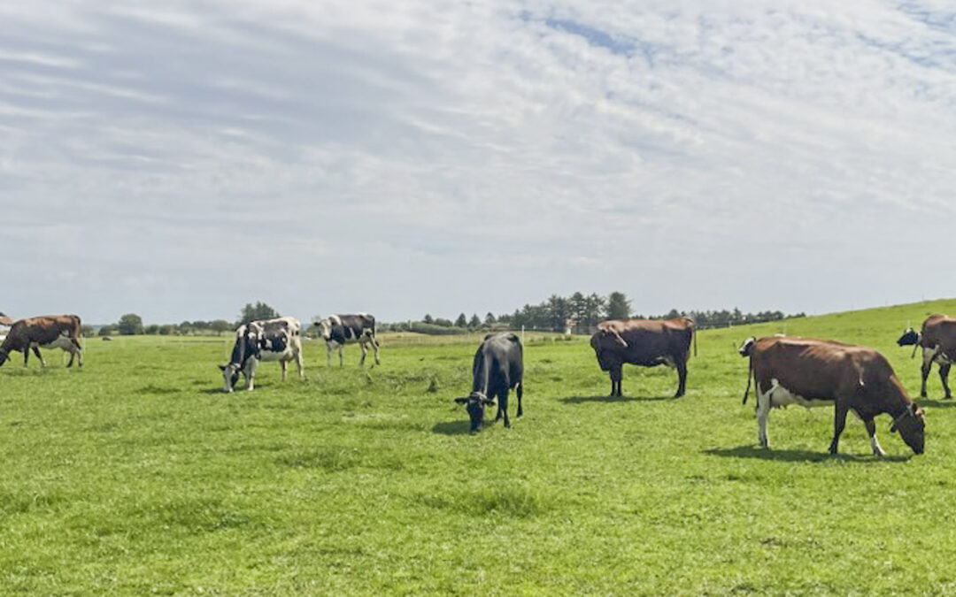 Ferskt gras lokkar kyrne ut