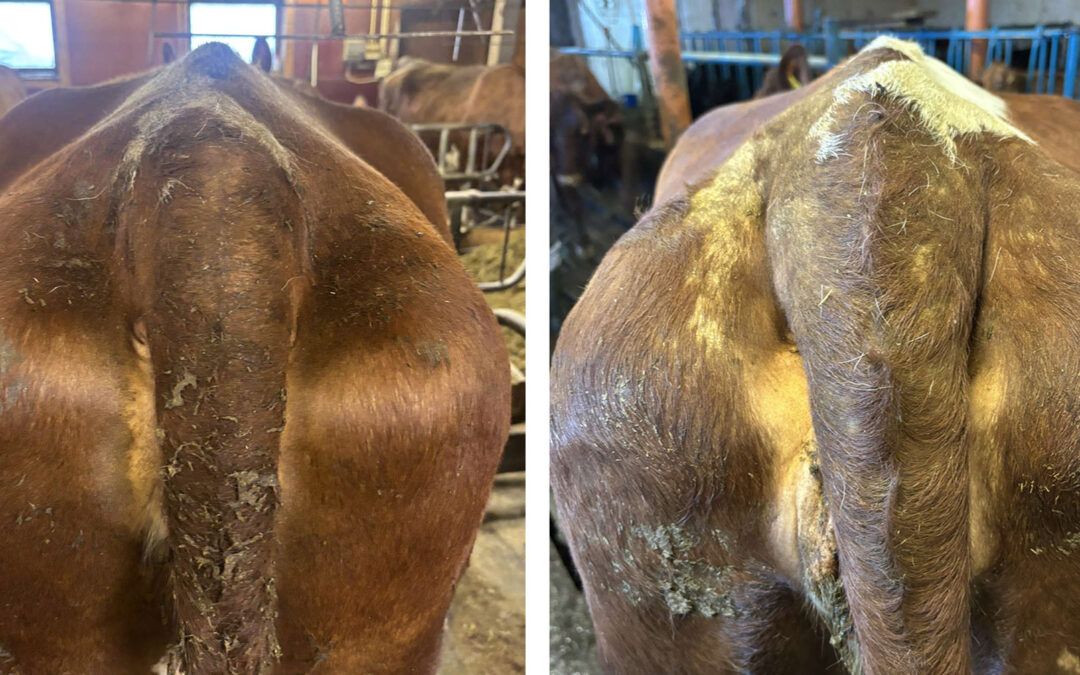 Haleskabb under radaren