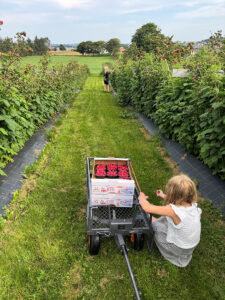 Bringebærfeltet: Her i bringebærfeltet bruker jentene mange timar for å plukke bær til kundane sine.