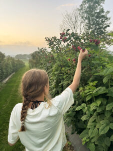 Kunsten å dyrke bær: Å plukke modne bringebær er berre ein liten del av jobben for Elisabeth og systrene. – Arbeidet med plantene startar allereie om våren, seier ho.