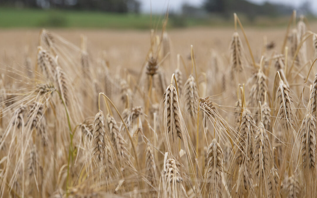 Floker for kornbøndene etter Floris