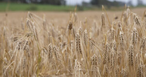 Kan knekka: Seksradsbygg fotografert i ein åker på Jæren ei veke ut i august. Desse aksa heng med hovuda, men har tolt sommarstormen utan å knekka.