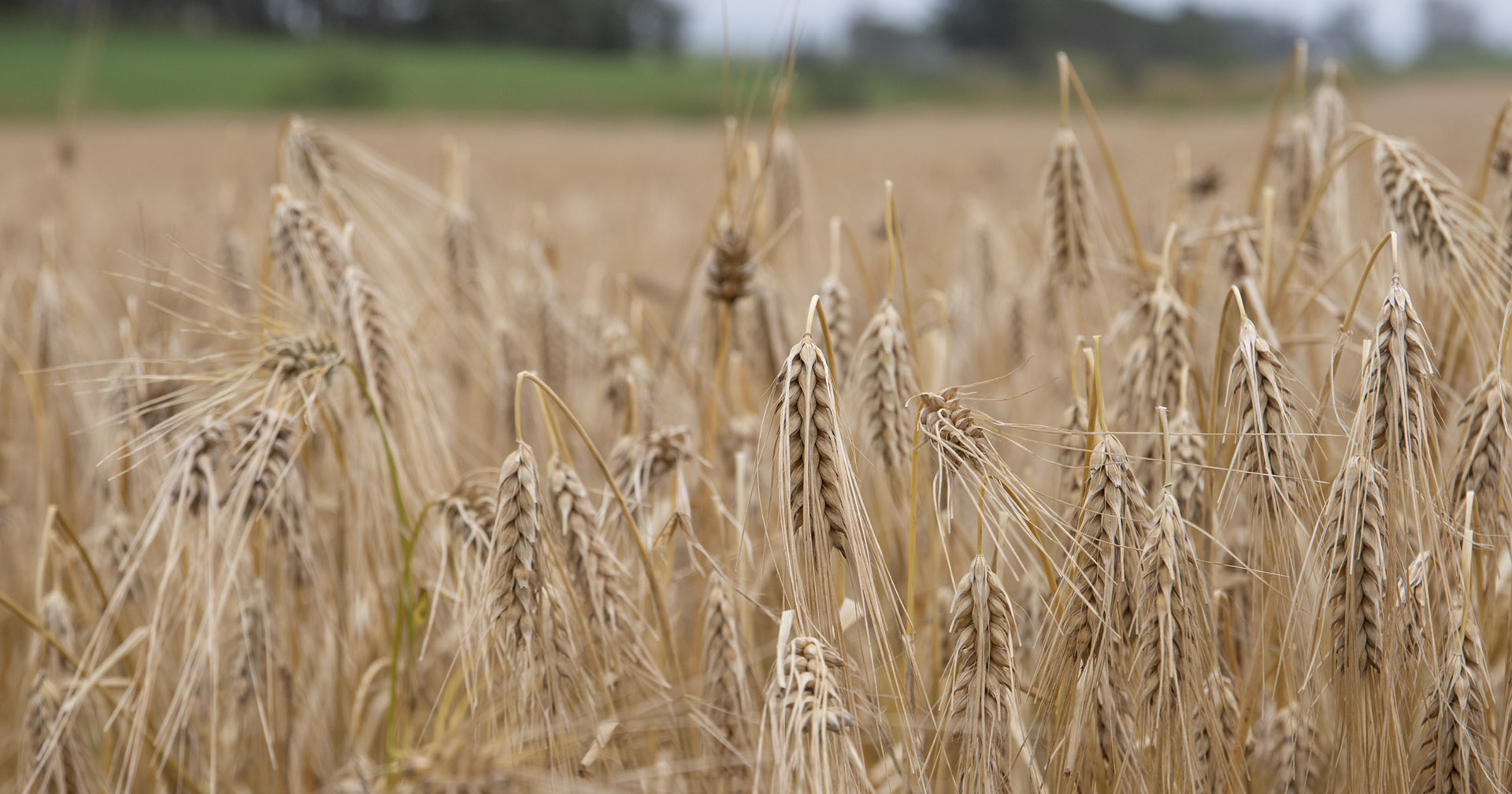 Kan knekka: Seksradsbygg fotografert i ein åker på Jæren ei veke ut i august. Desse aksa heng med hovuda, men har tolt sommarstormen utan å knekka.