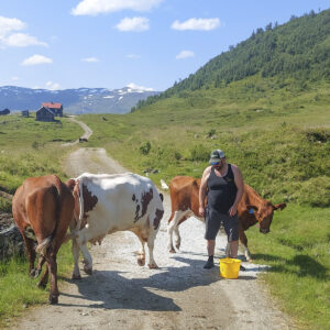 Frisk att: Kua som heiter Den kvite kyr skada seg på dyrehengaren på veg til fjells. Bjørnar ser til henne. Kua måtte få klauvene skorne og pålimt ein kloss. Resten av sommaren har ho klart seg fint.