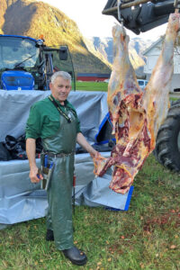 Ressursforvaltar: Slaktar Torodd Kvam har hjelpt mange bønder med å berga kjøtet når uhellet er ute og dyr må avlivast på garden. Han er ein erfaren slaktar som ikkje kvir seg for å gå i gang med å slakta store dyr.