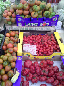 Ein vinnar: Frå opphaveleg å vera liten som ei ert, har tomaten blitt foredla til alskens variantar og storleikar. Som så erobra all verdas kjøkken.