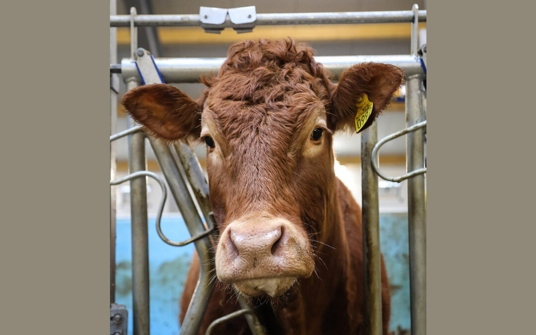 Tusen storfebønder skal testa for tuberkulose