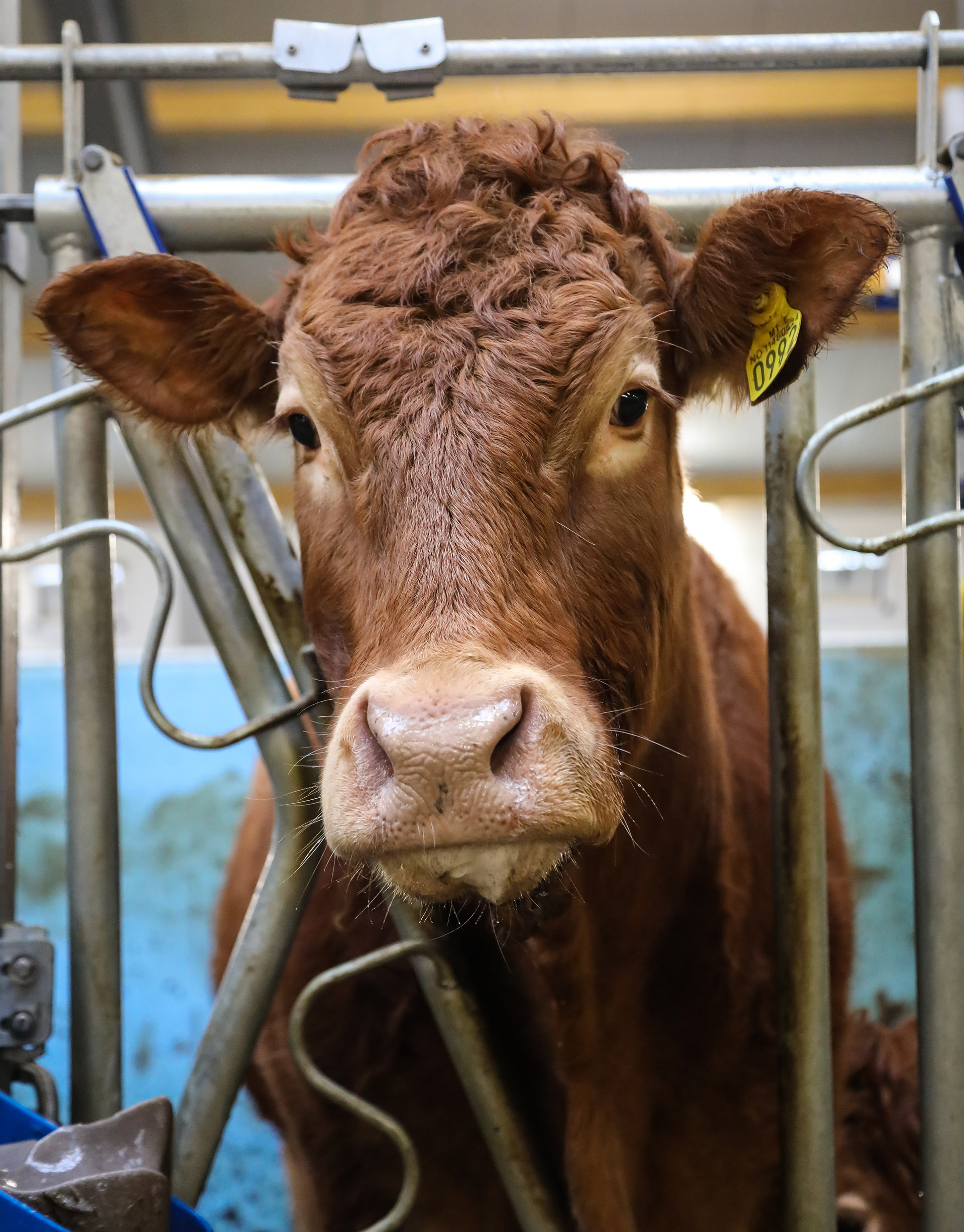 Må fikserast: Mattilsynet har publisert ei lang liste over førebuande tiltak som bonden må gjera før inspektørane kjem for å testa dyra for tuberkulosesmitte. God fiksering, anten i fanghekk, klauvskjeringsboks eller liknande, samt med grime, er svært viktig. Foto: FKRA