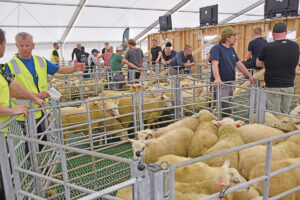 Bygda bidreg: For at alt skal gå glatt på NM-scena, stilte fleire titals folk opp på dugnad for å handtera både dyreflyt og ulla etter dei.