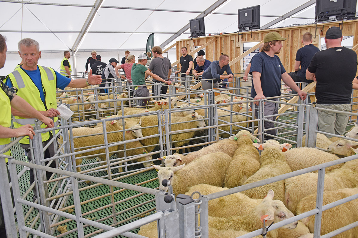 Bygda bidreg: For at alt skal gå glatt på NM-scena, stilte fleire titals folk opp på dugnad for å handtera både dyreflyt og ulla etter dei. 