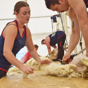 Skarp sortering: Amy Jean Krogstad McNeil kom på andreplass i NM i ullhandtering. Gerhard Håkull på førsteplass.