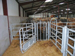 Greitt med behandlingsboks: Det er bonden sitt ansvar å syta for god fiksering av dyra som skal testast, og å skaffa tilstrekkeleg med mannskap for å handtera dyra effektivt og trygt. Foto: Gjengitt med tillating frå Fjøssystemer