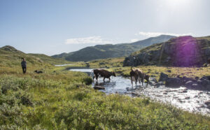 Frie folk, frie fe: Av og til må ho leite etter- og lokka litt på dyra, men Hilde set pris på at dyra får leve ut instinkta sine på sommarbeite.