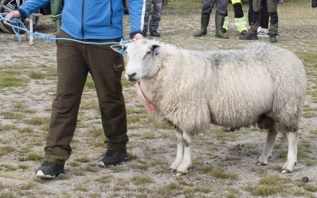 Ingen kåringssjå i Rogaland i haust