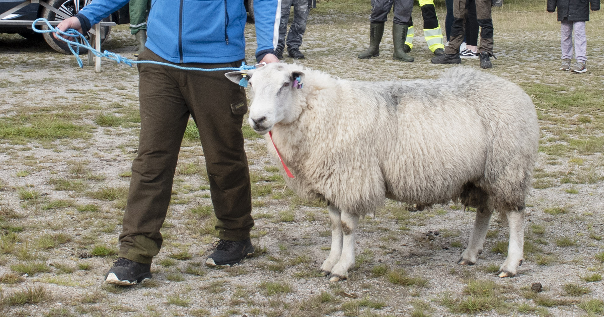 Føre var-vêr: For å redusera risikoen for at blåtungeviruset spreier seg må fine vêrar og eigarane deira halda seg heime i år. Illustrasjonsfoto: Bondevennen