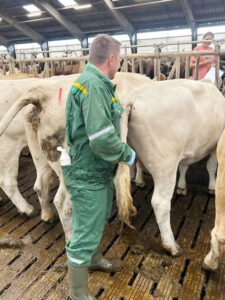 Drektig?: I besetninger hvor bonden er tett på og dyra er sosialisert fra de er unge, blir risikoen mye mindre. Drektighets­kontrollen går raskt og effektivt, og resultatet blir bedre. Foto: Privat.