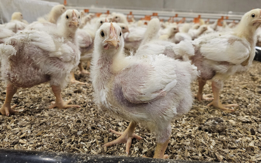 Datafangst – fordeler for dyr og bonde