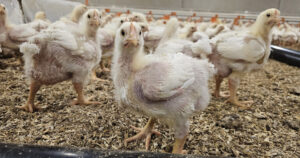 Under oppsyn: En ekstra datamaskin kan hjelpe til å optimalisere drift og klima i fjørfehuset.