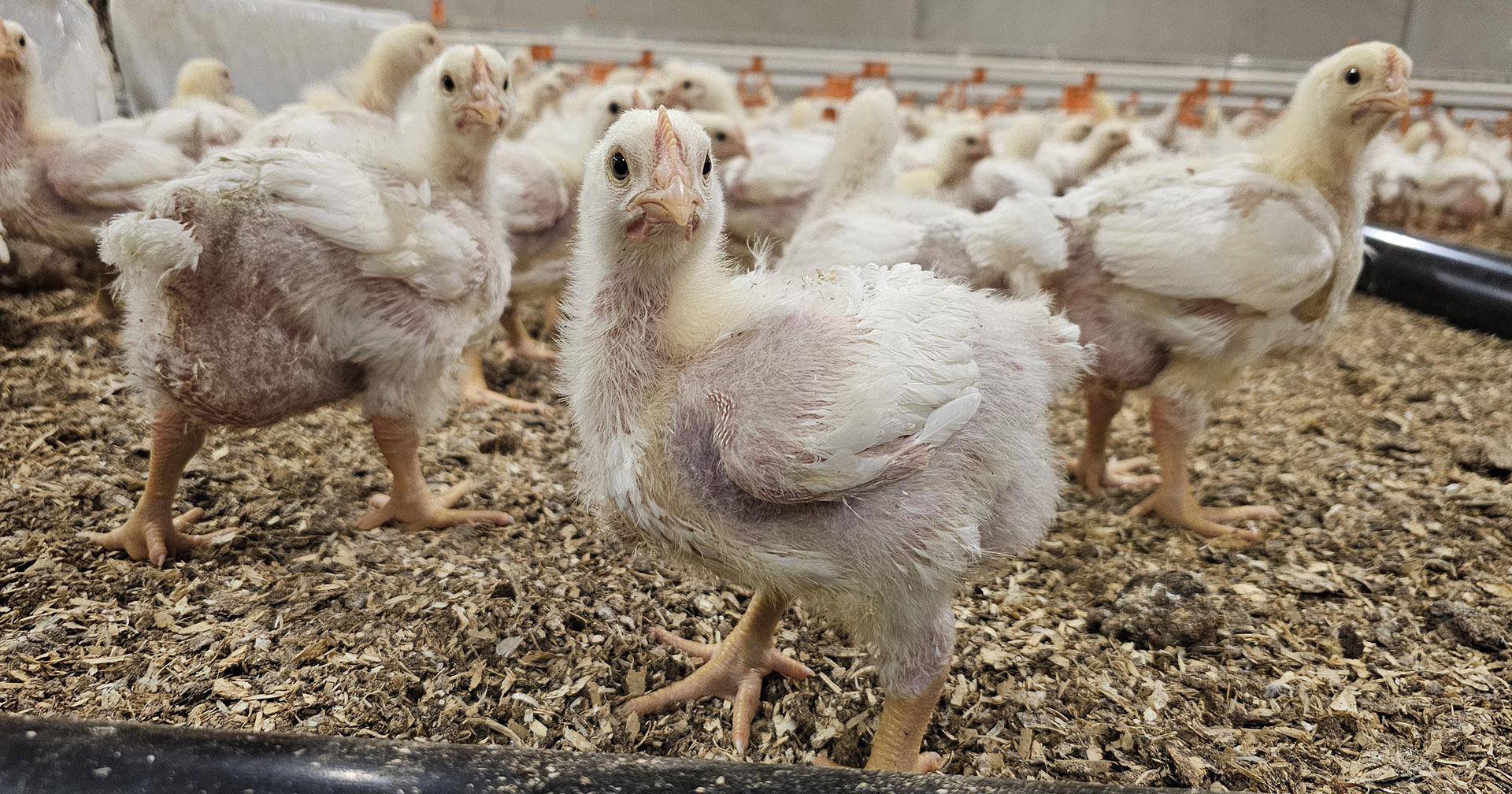 Under oppsyn: En ekstra datamaskin kan hjelpe til å optimalisere drift og klima i fjørfehuset.