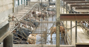 Rolegare dyr: Oksane har blitt mykje rolegare etter at dei fekk meir plass og kvar sin liggebås. Det gir auka tilvekst.