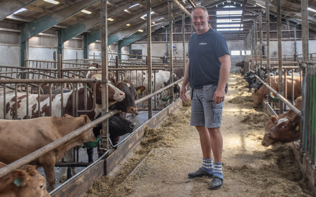 Tregar ikkje på liggebåsar til oksane
