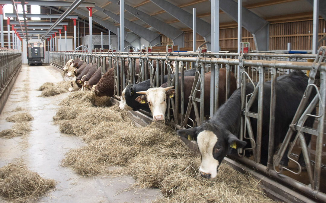 Bygde til ammeku for å leve av garden