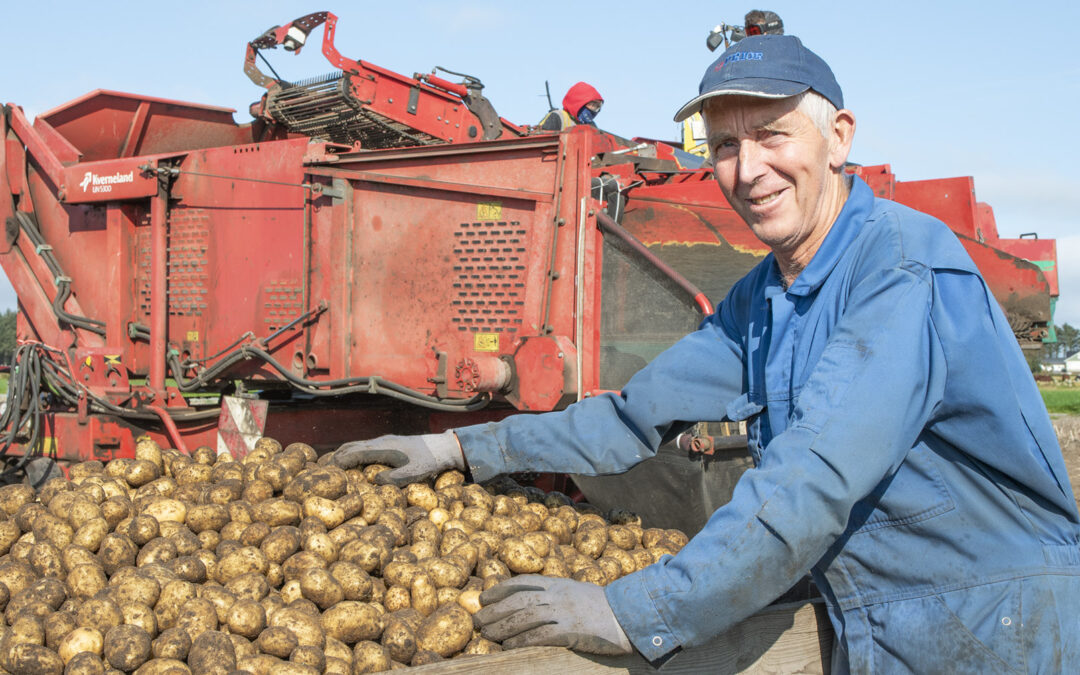 Småpoteter har blitt stort