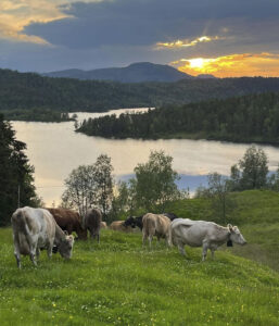 Inntekt, og interesse: Då bøndene tok tilbake mjølkekvota satsa dei på vestlandsk fjordfe. Dei gir bra tilskot, krev ikkje lausdrift. Og så er dei så fine, tykkjer Per.