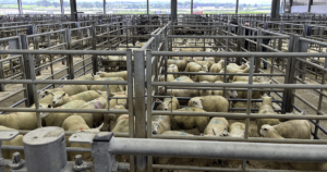 Nye eigar: Avvende lam som skal seljast til oppfôring. Lamma vert oppstalla og selde gruppevis, medan mjølkekyrne står oppstalla enkeltvis.