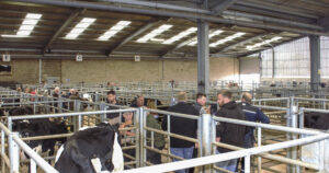 Direkte frå fjøset: Hallen er oversikteleg med breie gangar der ein kan gå og sjå på dyr i alle bingane. Folk ser ut til å koma rett frå fjøset heime, med arbeids klede og fjøsstøvlar på.