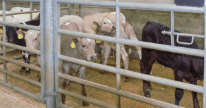 Eigarskifte: Fôringsdyr av mange ulike rasar og krysningar skifta eigar. Mest vanleg var krysning med britisk blå, avla frå belgisk blå sidan tidleg på 1980-talet. Det var òg angus, limousine og charolais.