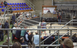 Ein god deal?: John Patric Swainson og faren John Craig Swainson frå How End Farms viser fram ei av kyrne i auksjonsringen. Bondevennen sine lesarar hugsar kanskje John Patric frå intervjuet med han i Bondevennen i fjor haust (BV 18/2024). Legg merke til dei eldre karane til venstre rundt ringen. Dei møter trufast opp på alle auksjonane, noko som kvalifiserer til sitjeplassar.