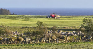 Etter planen: Årets vekstsesong har gjort det mogleg for grasdyrkarane å dyrka vinterfôr med den kvaliteten dei planla for. Her frå Hå tidleg i sommar. Foto: Thea Hjertuslot.