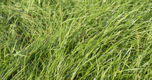 Raigras: Det ideelle er at raigrasplantene er kring 12-15 centimeter lange når veksten stoppar opp. Timotei kan stå høgare, seier Guro Hansen i NLR. Er raigrasgjenveksten over 20 centimeter før veksten stoppar opp, kan ein risikera at graset legg seg og gjer det utsett for soppskader.