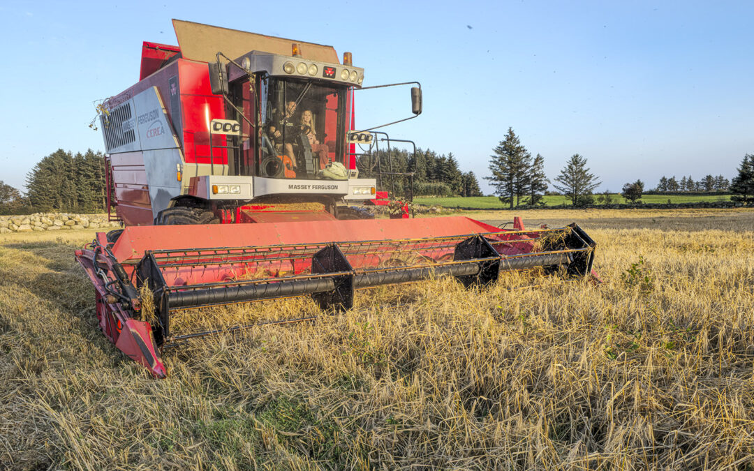 Kronår for korn i Sør-Vest