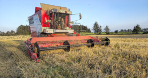 Tresking: Leif Harbo tresker seksradsbygg i ein åker sør på Jæren 13. august.