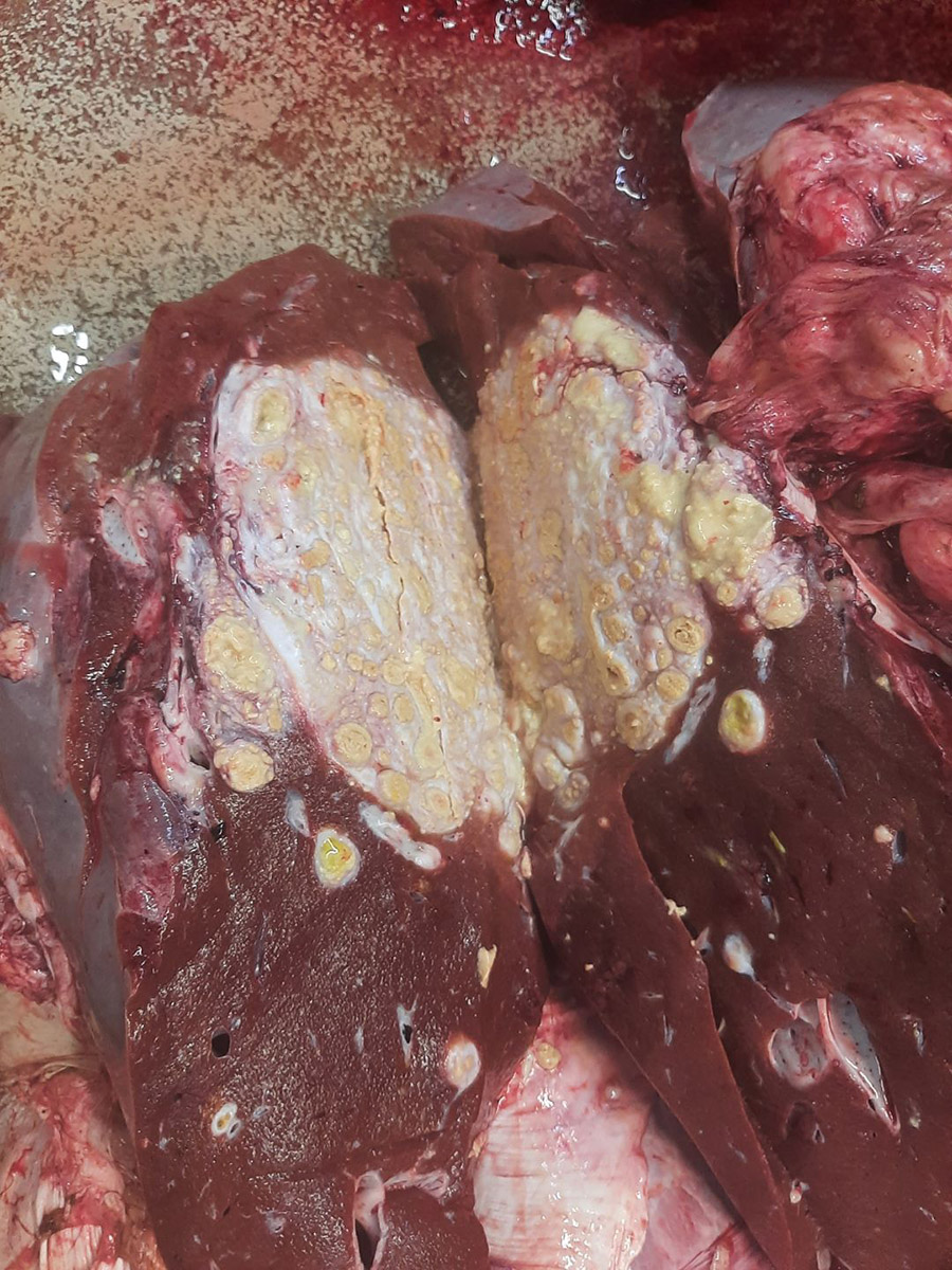 Smitta: Bilete viser tuberkel i lever, og vart tatt i kjøtkontrollen av kua som fekk påvist tuberkulose i 2022. Foto: Mattilsynet