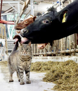 Pus etter mus: Denne gardskatten møter meg alltid i fjøset og er med rundt når eg behandlar dyra. Ho får godt stell av såvel storfea som folka på garden. Katten er kastrert og har det godt. Bonden som eig henne seier at det nesten ikkje er mus etter at pusen kom i hus. Foto: Privat