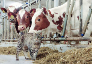 Pus etter mus: Denne gardskatten møter meg alltid i fjøset og er med rundt når eg behandlar dyra. Ho får godt stell av såvel storfea som folka på garden. Katten er kastrert og har det godt. Bonden som eig henne seier at det nesten ikkje er mus etter at pusen kom i hus. Foto: Privat