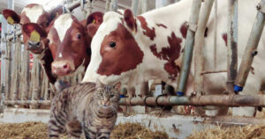 Pus etter mus: Denne gardskatten møter meg alltid i fjøset og er med rundt når eg behandlar dyra. Ho får godt stell av såvel storfea som folka på garden. Katten er kastrert og har det godt. Bonden som eig henne seier at det nesten ikkje er mus etter at pusen kom i hus. Foto: Privat