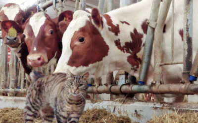 Gardskatten for lut og kaldt vatn