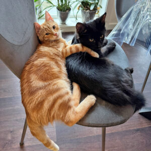 Ni liv: Bruce og Nils fekk ein hard start på livet i Bergen, men fann lukka og omsorga dei treng i Førde.